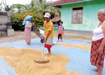 Petani Desa bali Nuraga, Suteja dan Meme Gede saat menjemur padi