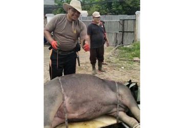 Masjid Alhilal Sembelih 10 Ekor Hewan Kurban