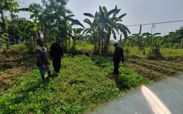 Brimob Jabar Cek Langsung Lokasi Ketahanan Pangan di Desa Winong