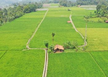 DPUTR Purwakarta Pastikan Peningkatan Jaringan Irigasi Dukung Program Ketahanan Pangan