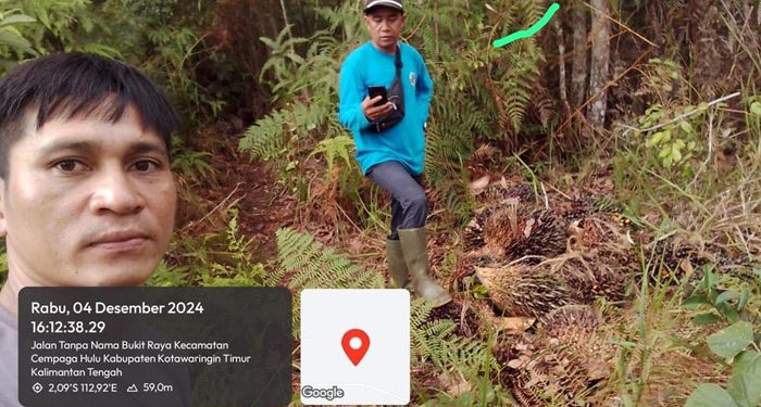 Dua Satpam Berhasil Gagalkan Pencurian Buah Sawit