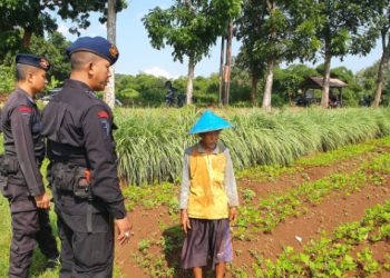 Anggota Brimob Jabar Monitoring Ketahanan Pangan di Lahan Pertanian