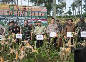 Dukung Ketahanan Pangan Nasional, Forkopimda Kabupaten Bandung Panen Raya Jagung di Arjasari
