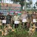 Dukung Ketahanan Pangan Nasional, Forkopimda Kabupaten Bandung Panen Raya Jagung di Arjasari