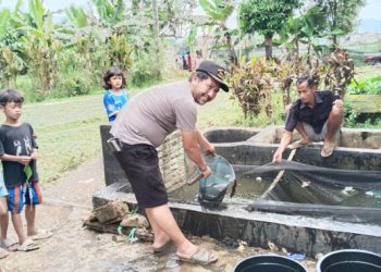 Pokdakan Sukamaju Kecamatan Majalaya Panen Ikan Lele